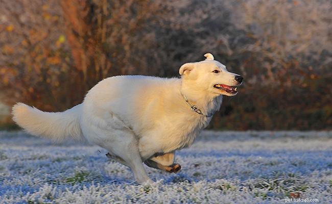 Kuvasz Dog: Breed Overview, Size, Temperament, and Care