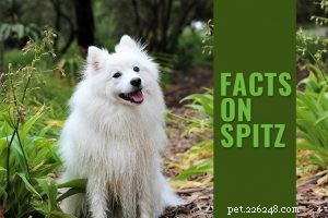 Kuvasz Dog: Breed Overview, Size, Temperament, and Care