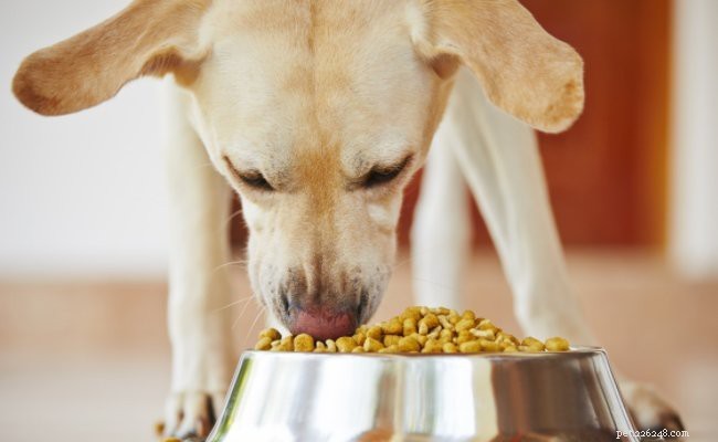 Labrador Retriever: Comprehensive Breed Guide & Key Traits