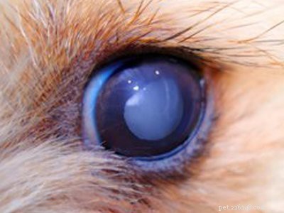 Labrador Retriever: Comprehensive Breed Guide & Key Traits