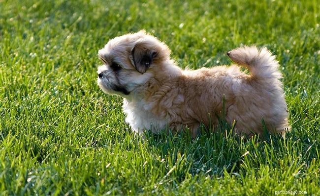 Maltese Shih Tzu: Comprehensive Breed Guide & Malshi Overview