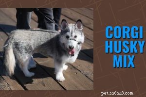 Mini Aussiedoodle: Key Facts About the Smallest Poodle Mix