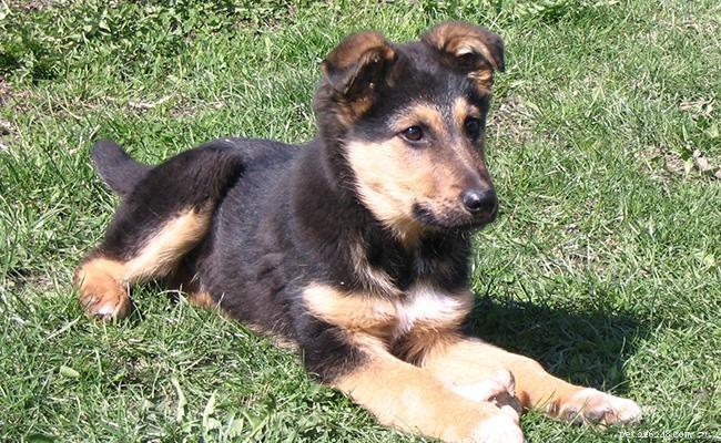 Miniature German Shepherd: Complete Guide to the Mini Working Dog