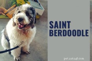 Miniature German Shepherd: Complete Guide to the Mini Working Dog