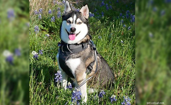 Miniature Husky Overview: Size, Temperament, Facts & Training Guide