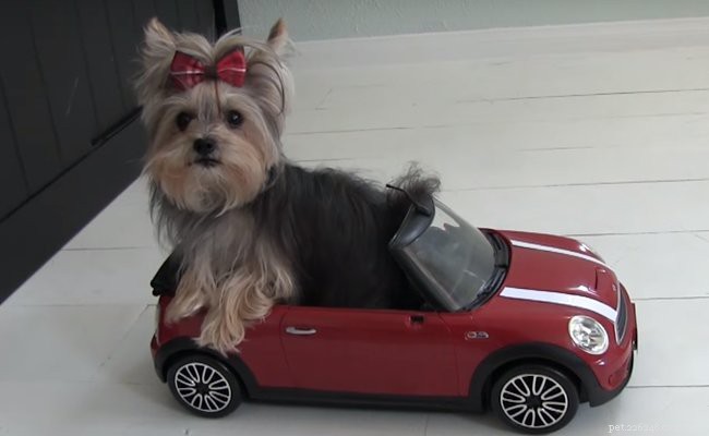 Morkie Puppies: Key Facts About Their Lifespan, Size, and Care