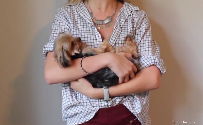 Morkie Puppies: Key Facts About Their Lifespan, Size, and Care