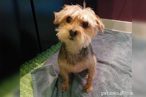 Morkie Puppies: Key Facts About Their Lifespan, Size, and Care