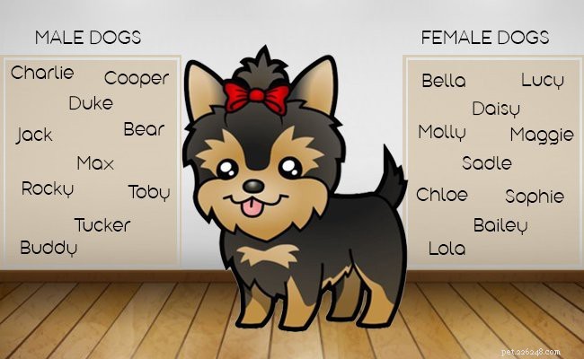 Morkie Puppies: Key Facts About Their Lifespan, Size, and Care