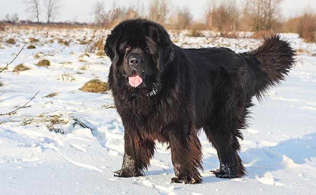 Newfoundland Dogs: Traits, History & Fascinating Facts