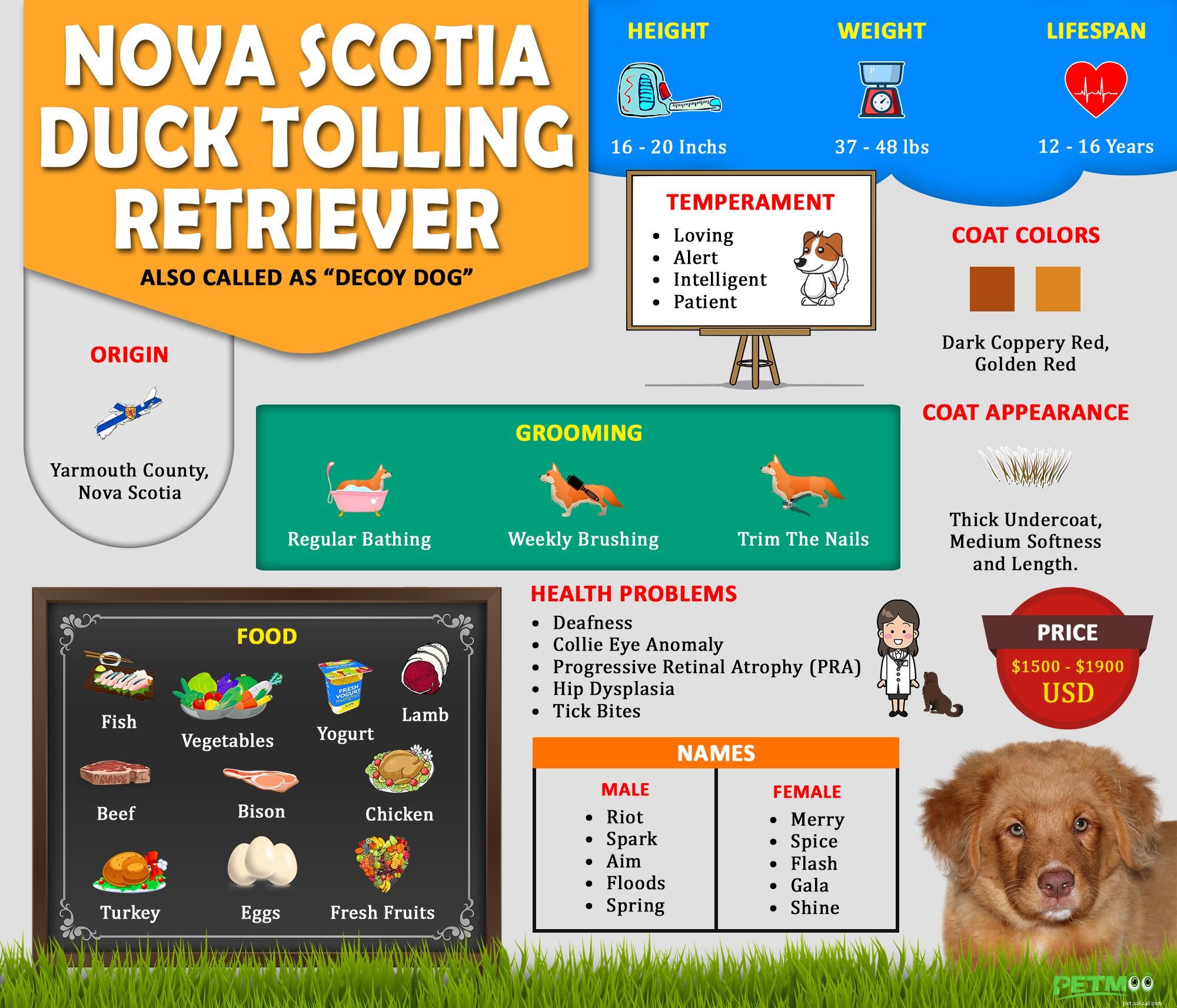 Nova Scotia Duck Tolling Retriever: Key Facts & Fascinating History