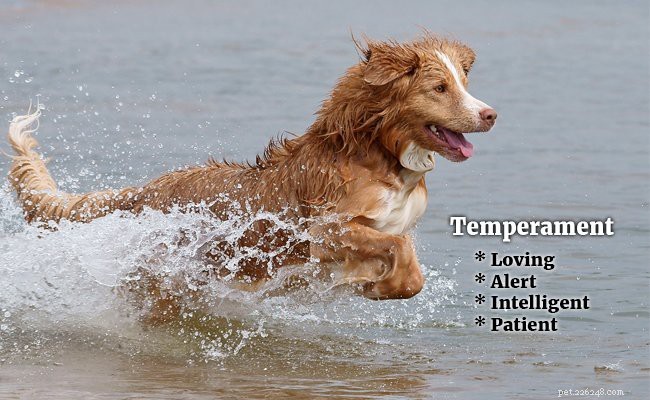 Nova Scotia Duck Tolling Retriever: Key Facts & Fascinating History