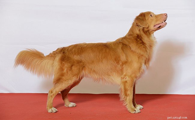 Nova Scotia Duck Tolling Retriever: Key Facts & Fascinating History