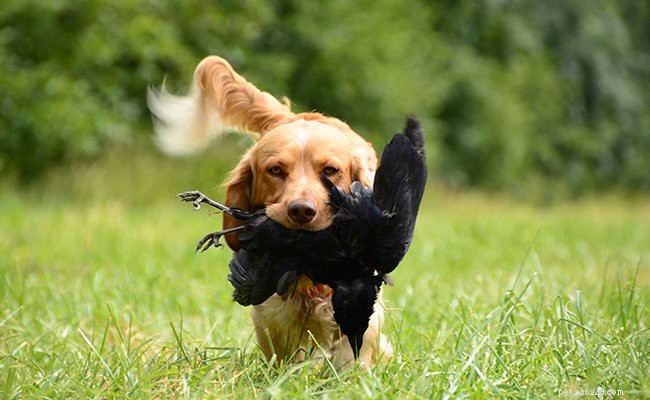 Nova Scotia Duck Tolling Retriever: Key Facts & Fascinating History
