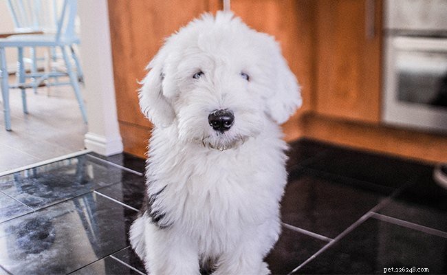 Old English Sheepdog: Complete Guide to Breed Traits, Health & Care