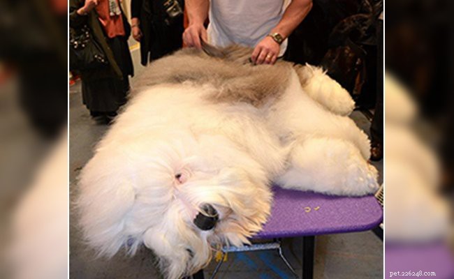 Old English Sheepdog: Complete Guide to Breed Traits, Health & Care