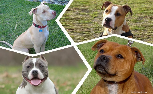 Pitbull Puppies: A Trusted Guide to Strength, Loyalty & Training