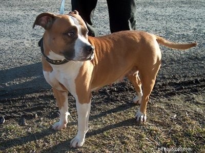 Pitbull Puppies: A Trusted Guide to Strength, Loyalty & Training