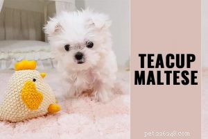 Pitbull Puppies: A Trusted Guide to Strength, Loyalty & Training