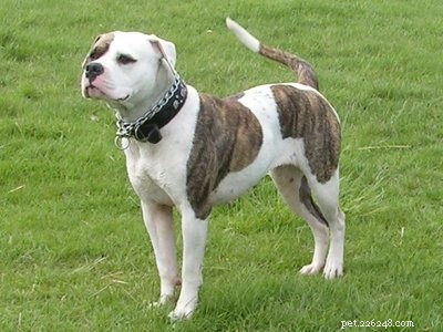 Pitbull Puppies: A Trusted Guide to Strength, Loyalty & Training