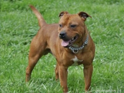 Pitbull Puppies: A Trusted Guide to Strength, Loyalty & Training
