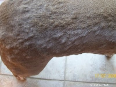Pitbull Puppies: A Trusted Guide to Strength, Loyalty & Training