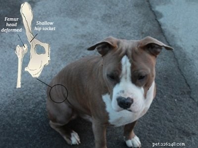 Pitbull Puppies: A Trusted Guide to Strength, Loyalty & Training