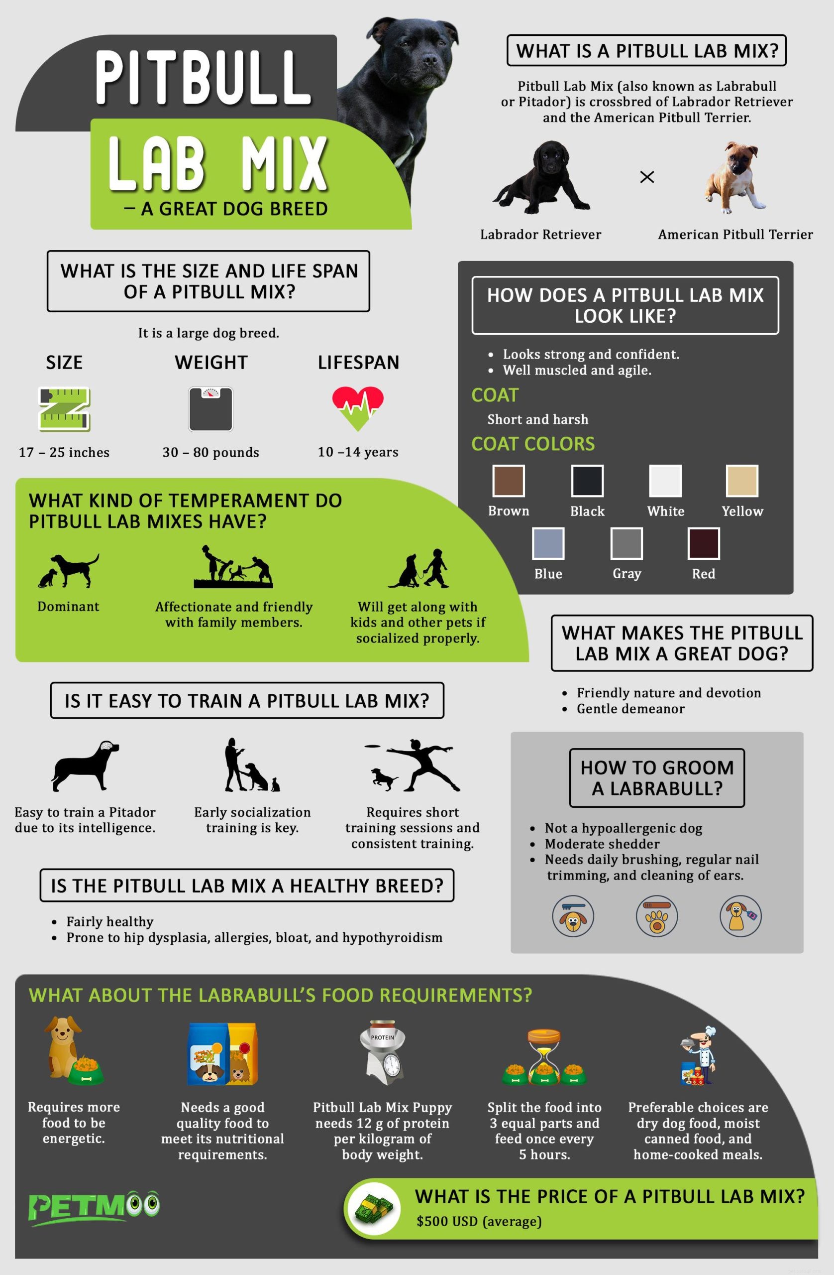 Pitbull‑Lab Mix: The Ultimate Owner s Guide to Bullador Care