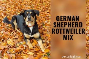 Pitbull‑Lab Mix: The Ultimate Owner s Guide to Bullador Care