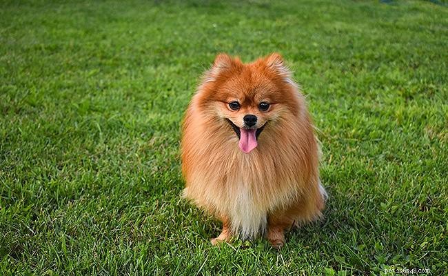 Pomeranian Breed Guide: Size, Weight, Care, and Charming Names