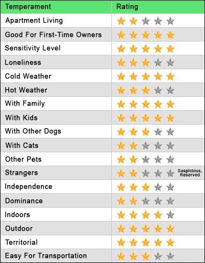 Pitbull‑Lab Mix: The Ultimate Owner s Guide to Bullador Care