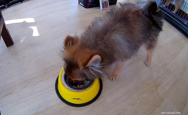 Pomeranian Breed Guide: Size, Weight, Care, and Charming Names