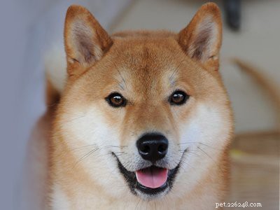 Pomsky Puppy: Comprehensive Breed Guide & Care Tips