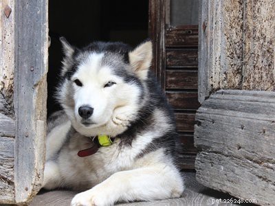 Pomsky Puppy: Comprehensive Breed Guide & Care Tips