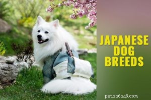 Pomsky Puppy: Comprehensive Breed Guide & Care Tips