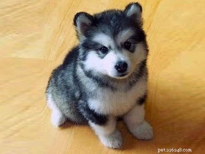 Pomsky Puppy: Comprehensive Breed Guide & Care Tips