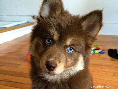 Pomsky Puppy: Comprehensive Breed Guide & Care Tips