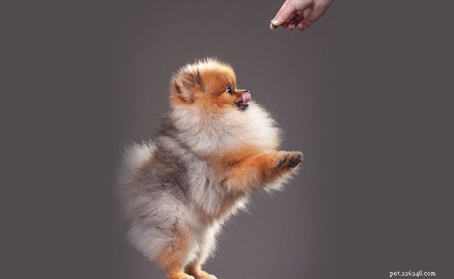 Pomsky Puppy: Comprehensive Breed Guide & Care Tips