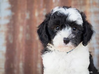 Poodle Mixes: Popular Crossbred Dog Breeds & Their Traits