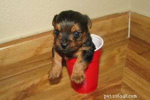 Pomsky Puppy: Comprehensive Breed Guide & Care Tips