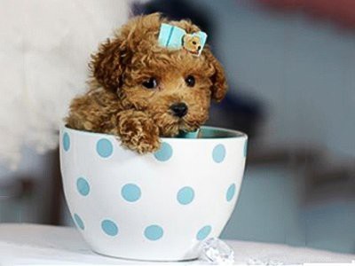 Poodle Breed Guide: Features, Care, and Training Tips