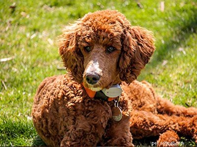 Poodle Breed Guide: Features, Care, and Training Tips