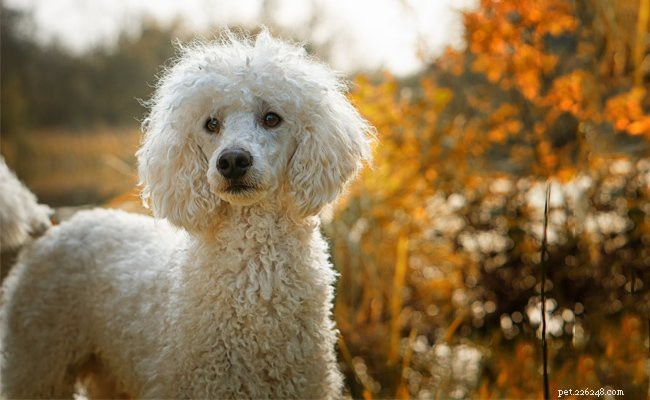 Poodle Breed Guide: Features, Care, and Training Tips