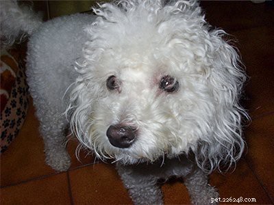 Poodle Breed Guide: Features, Care, and Training Tips