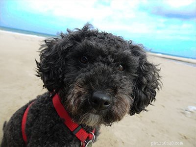 Poodle Breed Guide: Features, Care, and Training Tips
