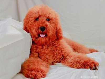 Poodle Breed Guide: Features, Care, and Training Tips