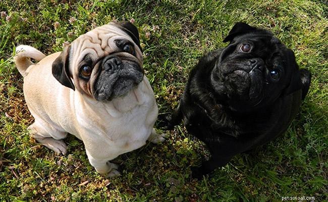 Pug Guide: Facts, Temperament, Health & Care Tips