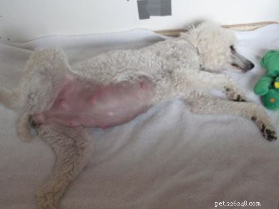 Poodle Breed Guide: Features, Care, and Training Tips