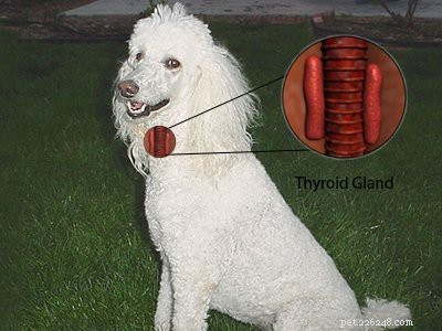 Poodle Breed Guide: Features, Care, and Training Tips