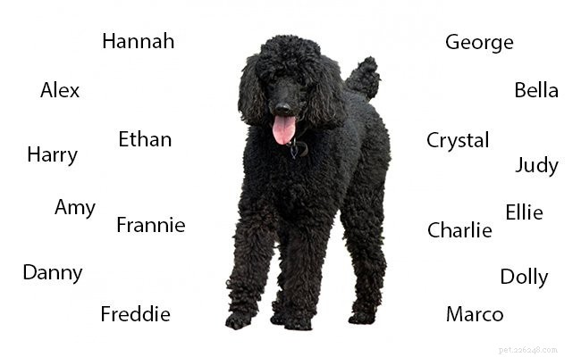 Poodle Breed Guide: Features, Care, and Training Tips